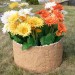 Цветник КАНЬОН купить в Луганске